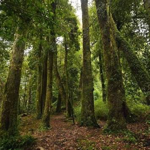 Bosque nativo del sur de Chile